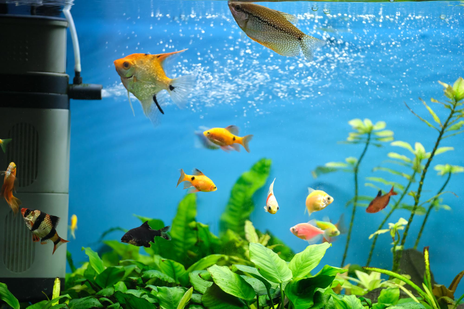 Creating and Maintaining Your Dreamy Home Ponds and Aquascapes