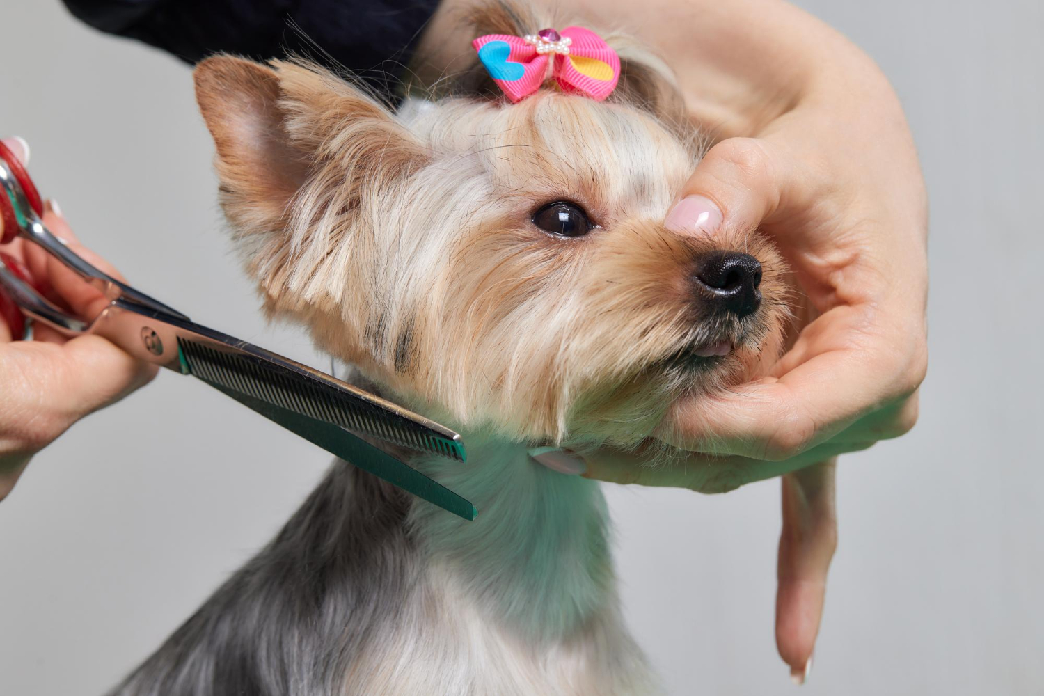 Turn your pet into a star with our grooming and grooming services